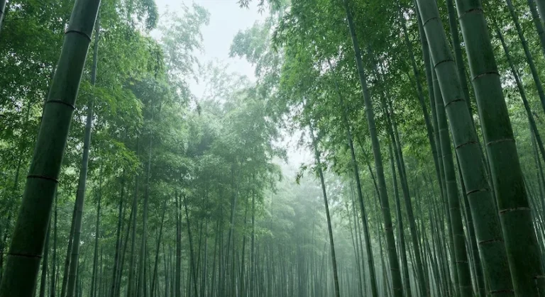 Moso bamboo forest in China: sustainable raw material source for wholesale cosmetic packaging.